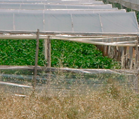 Sicilian Greenhouses