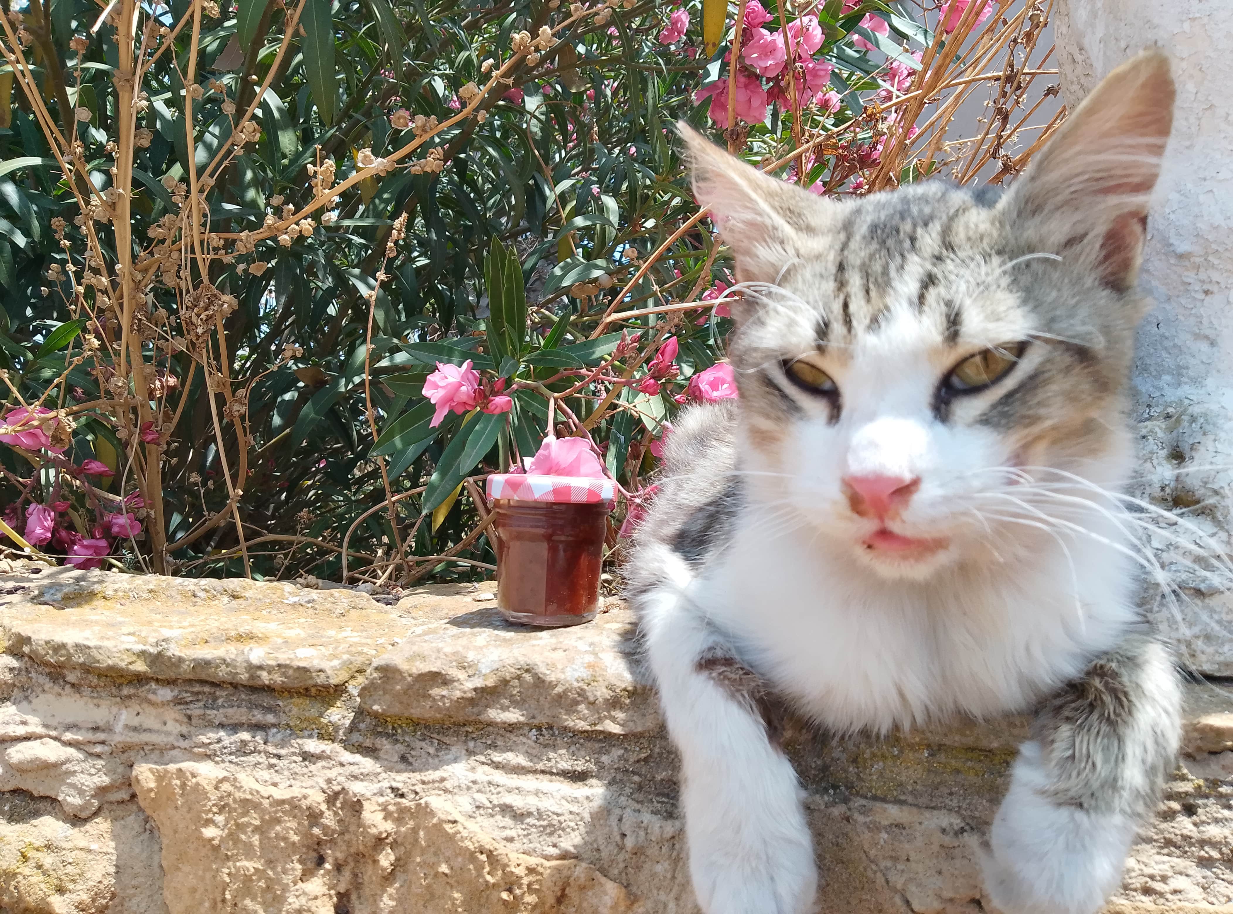 rocco KITTYCAT LOVES Carolina Reaper 50 grams bottle AT 42.50 EUROS
